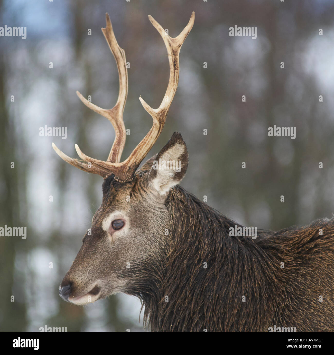 Close up of Red Deer (Cervus elaphus) Stag en hiver avec de la neige et des arbres en arrière-plan. L'Ecosse Banque D'Images