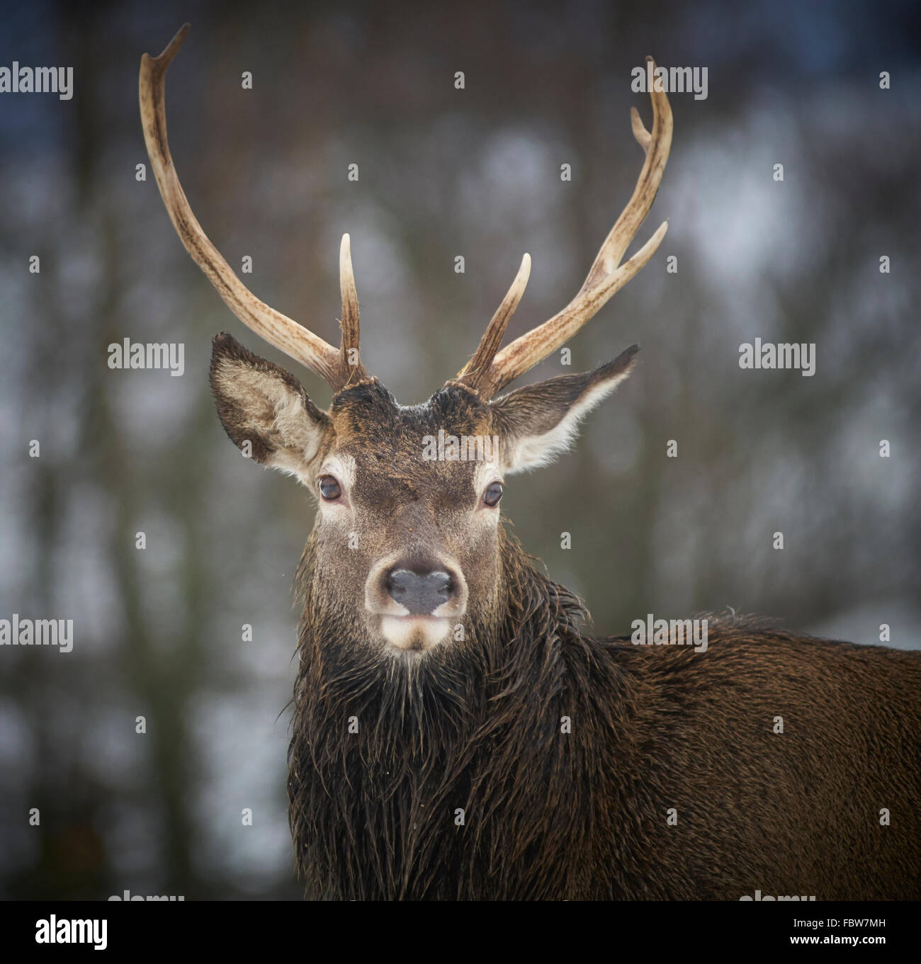 Close up of Red Deer (Cervus elaphus) Stag en hiver avec de la neige et des arbres en arrière-plan. L'Ecosse Banque D'Images