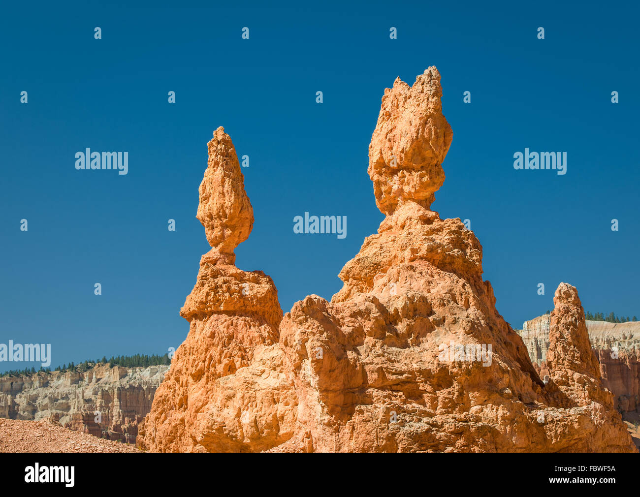Pinacles rouge (Hoodoos) de Bryce Canyon, Utah, USA Banque D'Images
