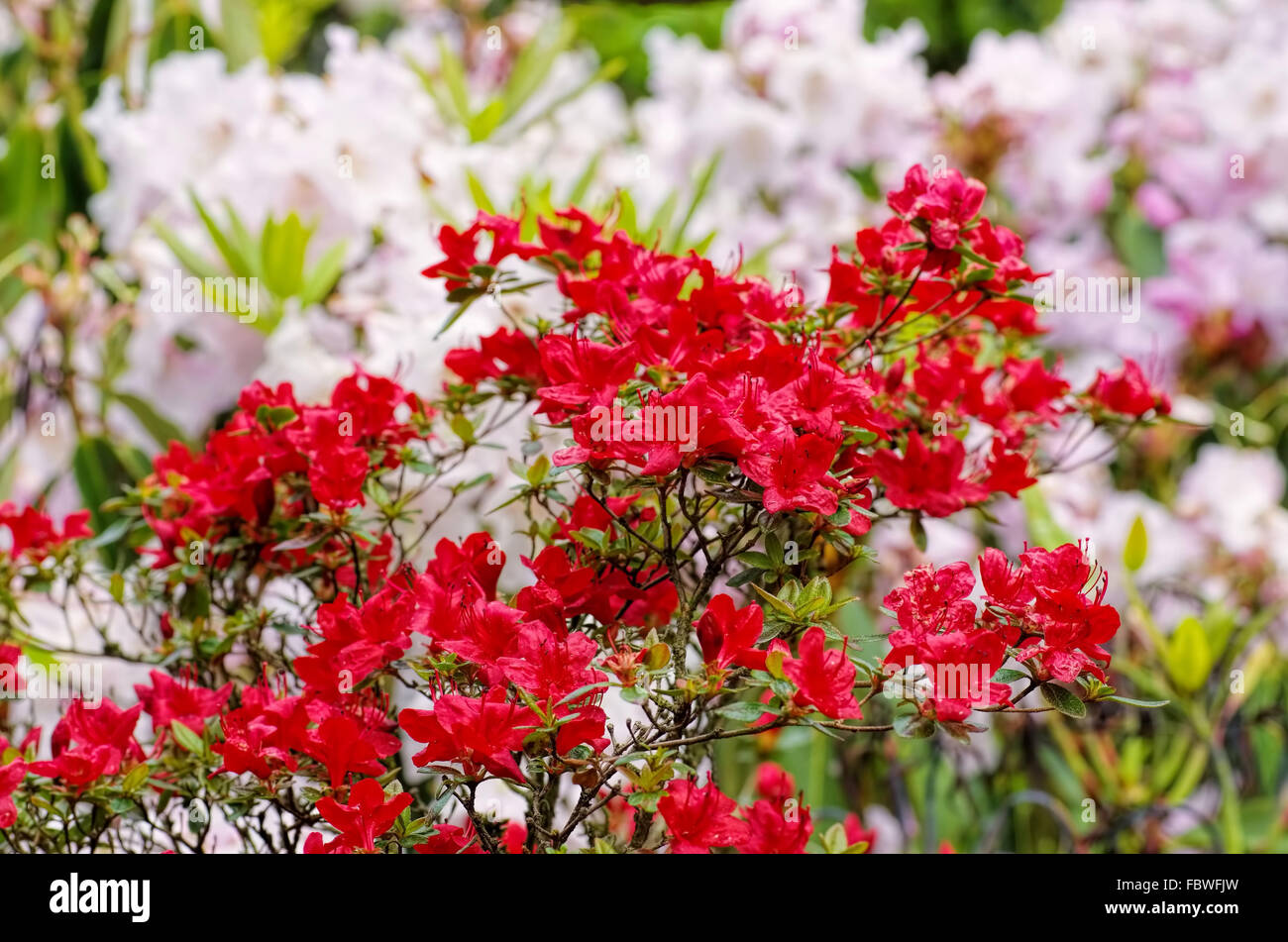 Azalee japonica- stewartoniana stewartoniana japonica azalea Banque D'Images