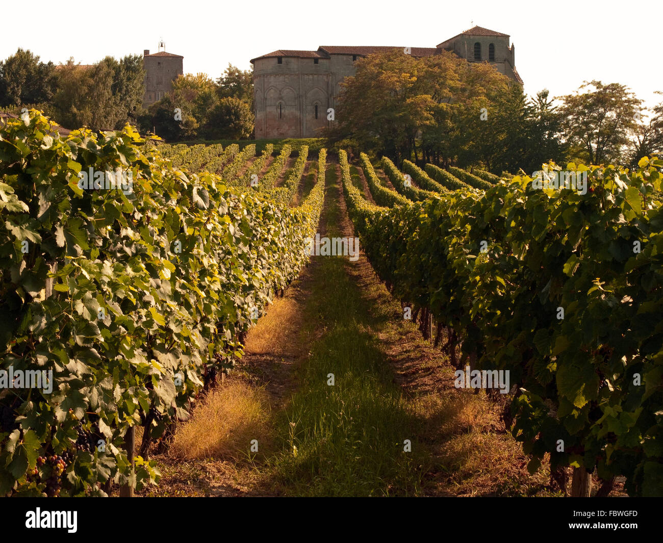 France - Vignoble et des vignes Banque D'Images