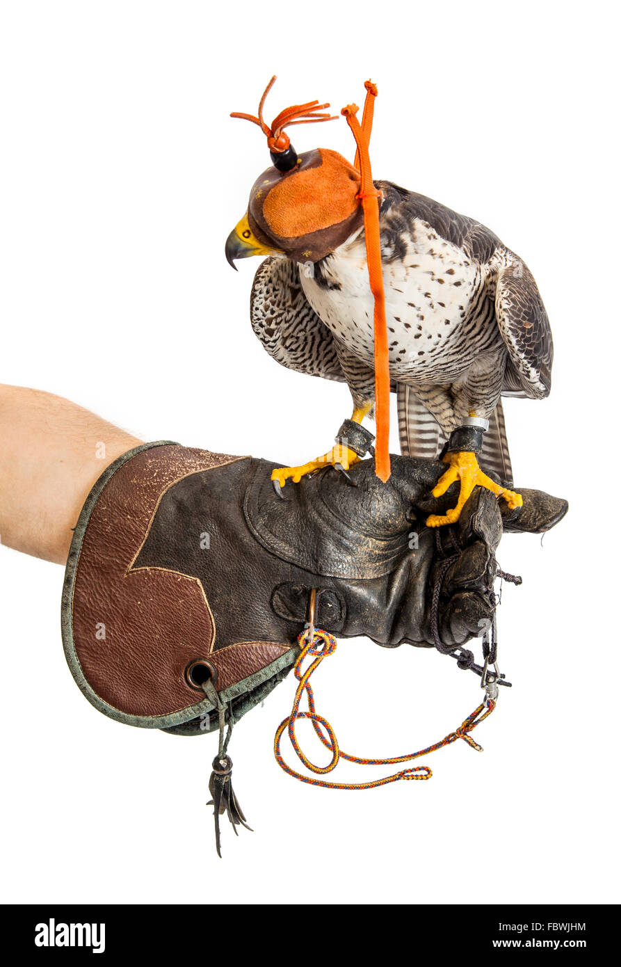 Les jeunes sauvages avec cap falcon sur trainer glove isolated Banque D'Images