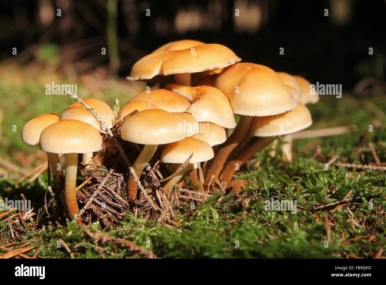Champignons Banque D'Images