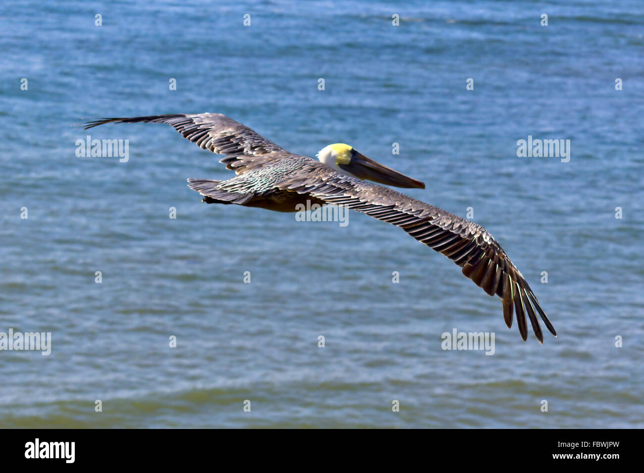 Pelican Vol au-dessus de la baie de La Jolla Banque D'Images