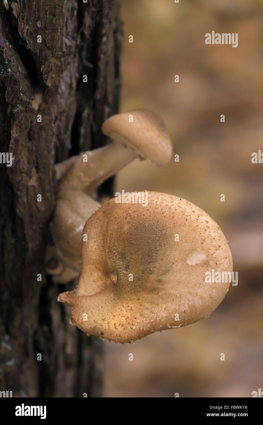 L'armillaire solidipes Banque D'Images