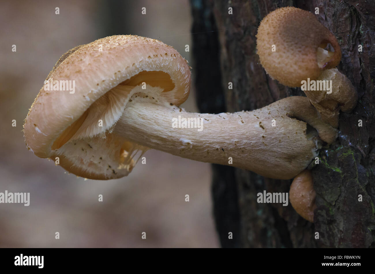 L'armillaire solidipes Banque D'Images