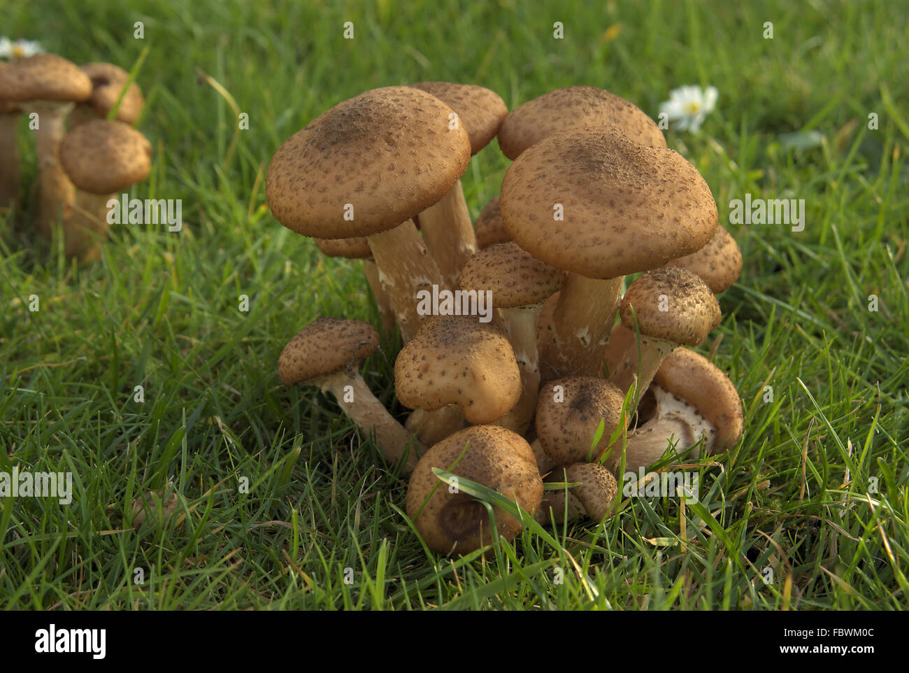 Amillaria solidipes Banque D'Images