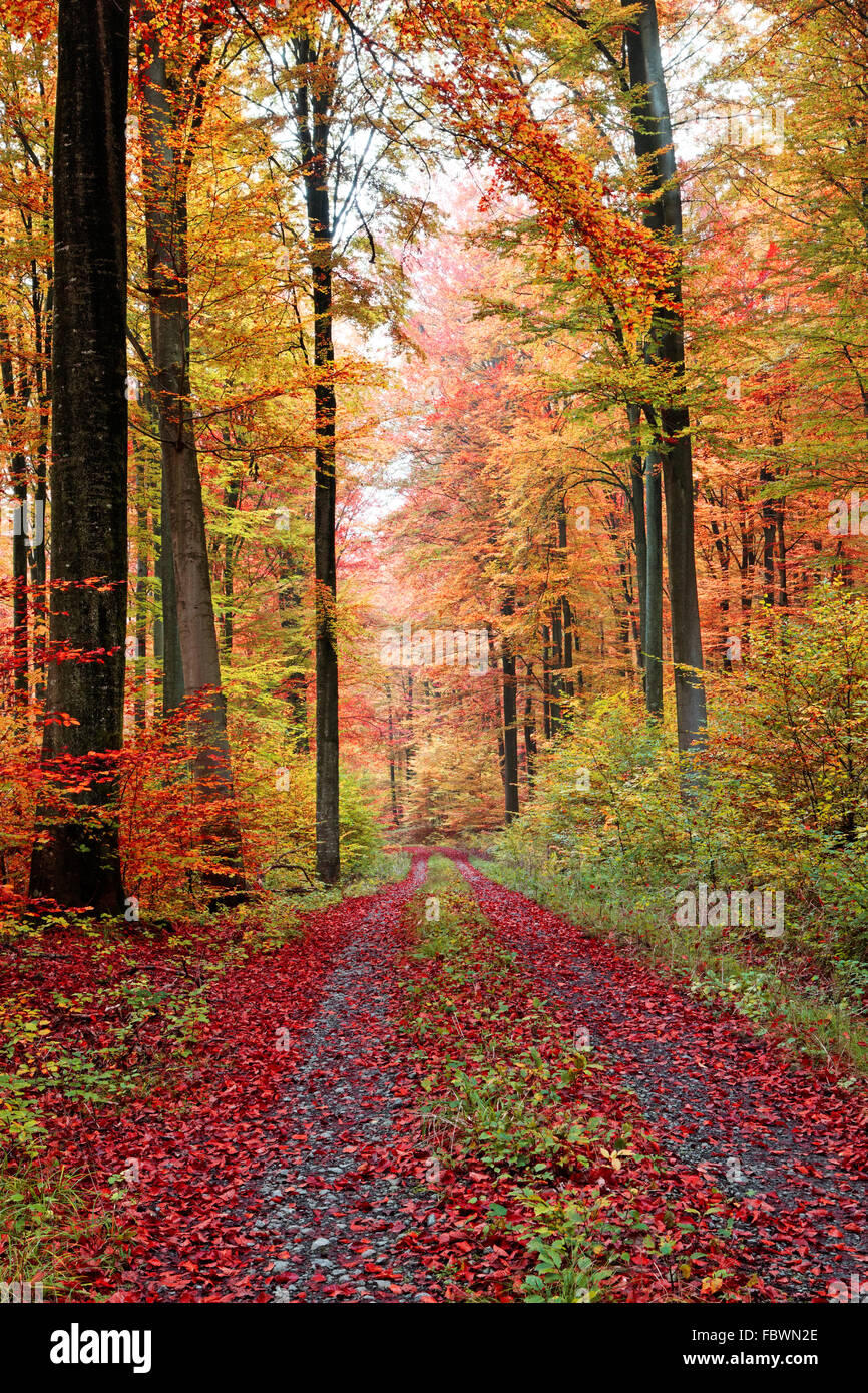 Route forestière d'automne en Octobre Banque D'Images