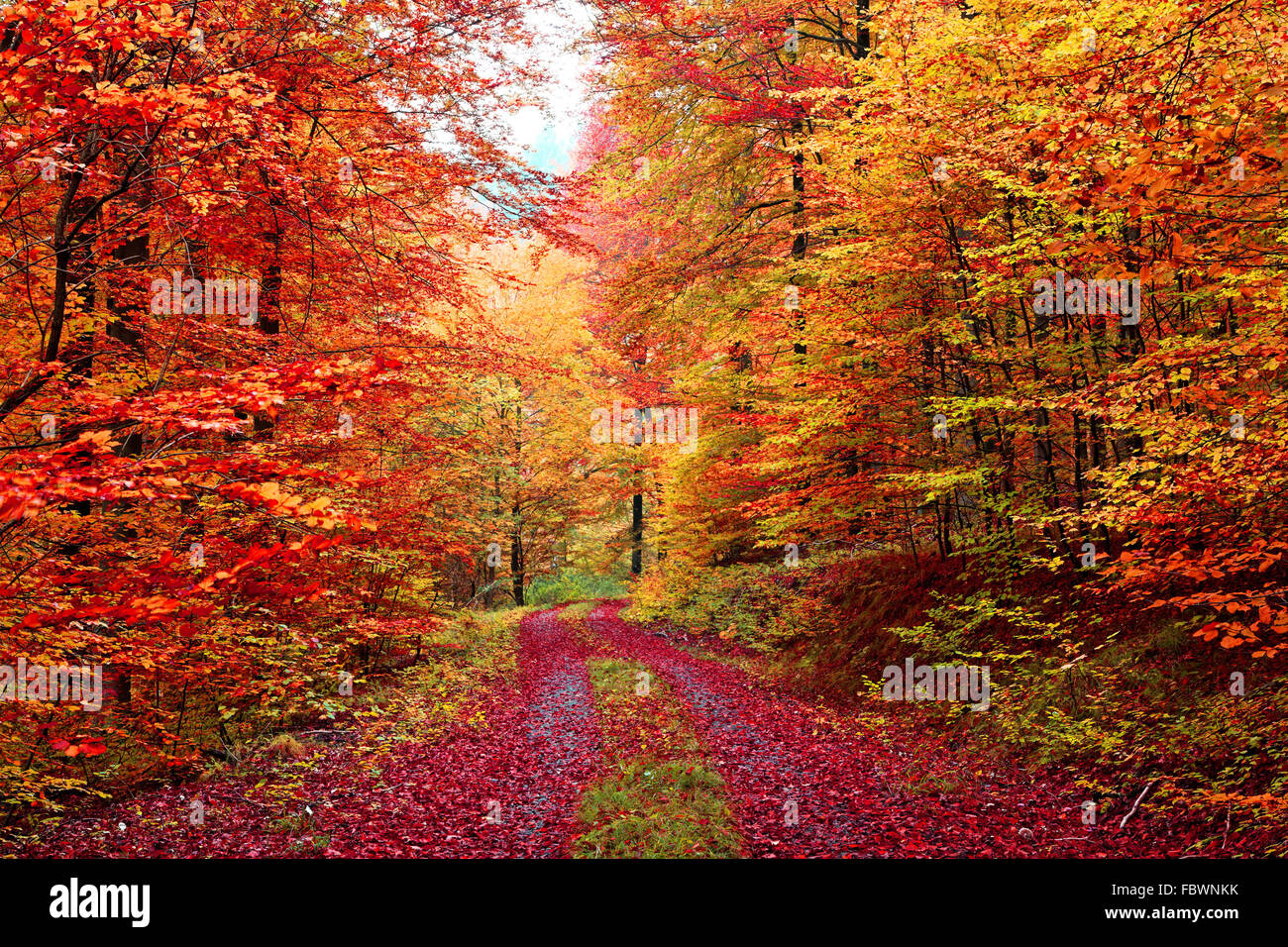 Autumn Forest Road en Octobre Banque D'Images