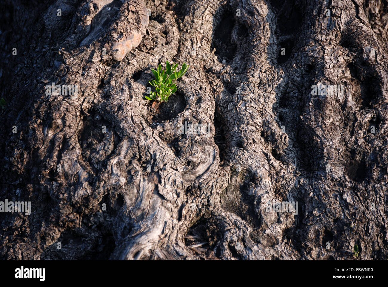 Arbre généalogique olive avec un tournage Banque D'Images