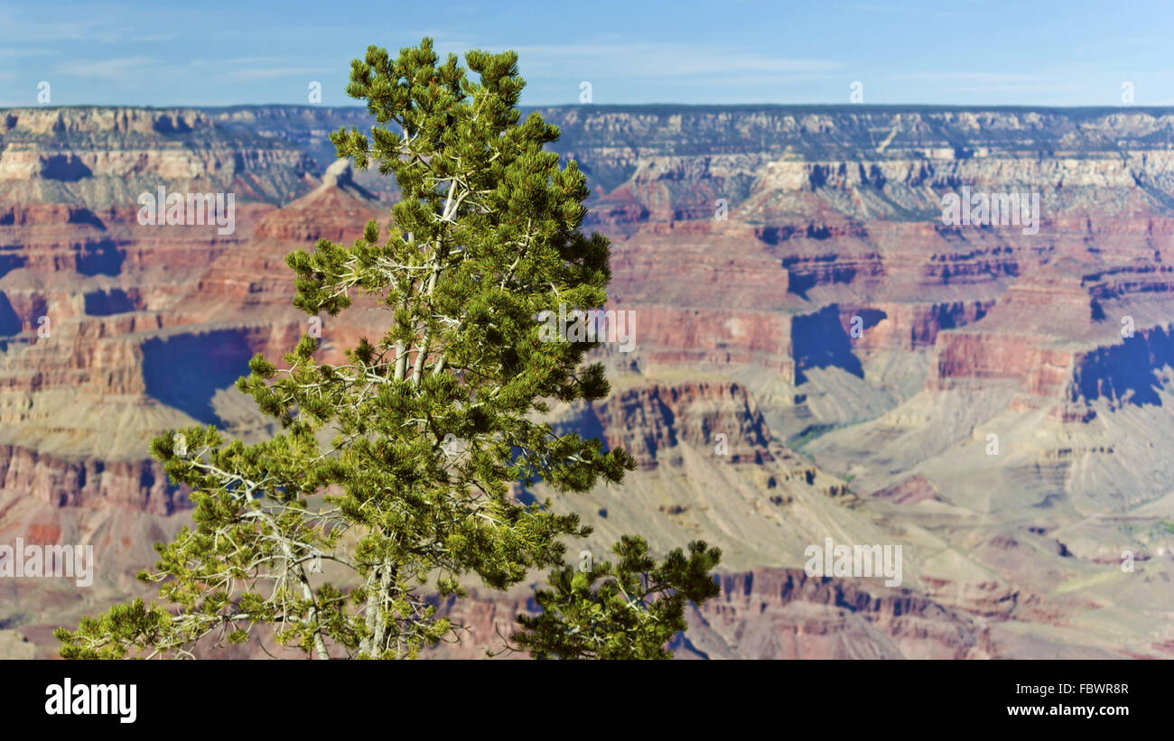 Arbre dans Grand Canyon NP Banque D'Images