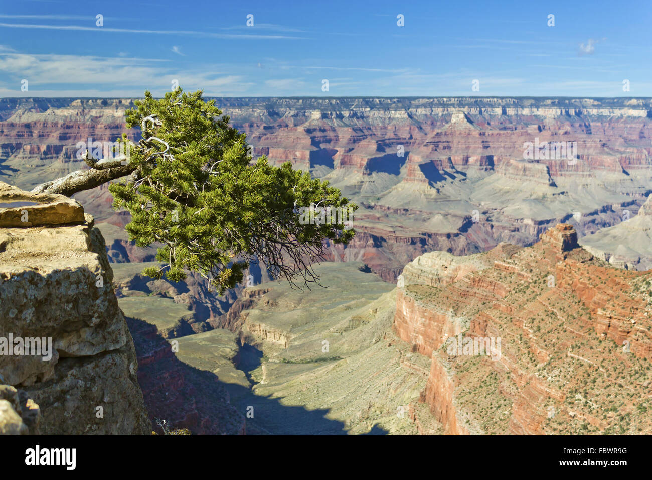 Arbre dans Grand Canyon NP Banque D'Images