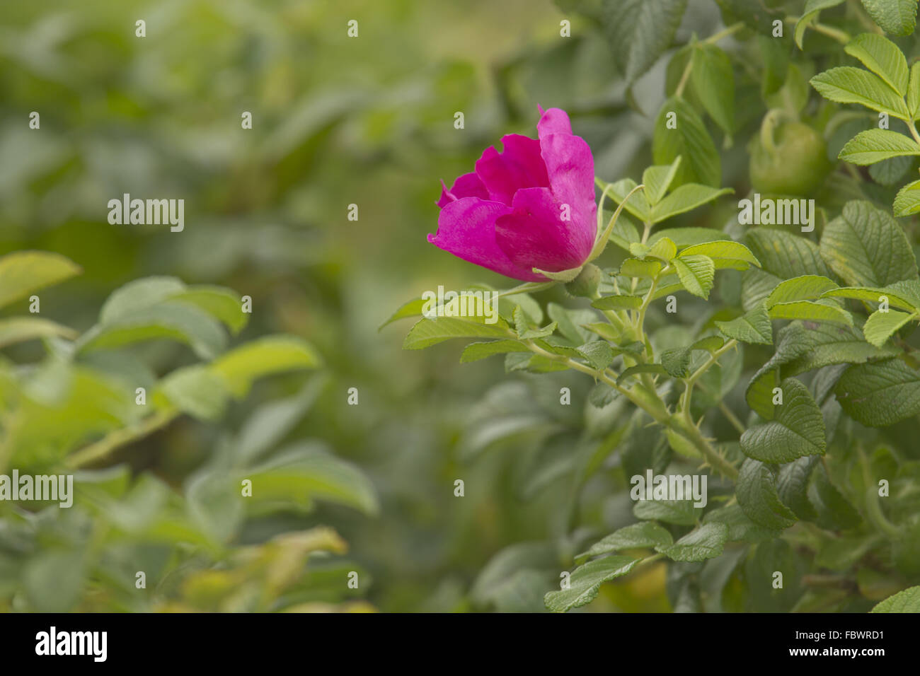 R rugosa Banque de photographies et d’images à haute résolution - Alamy