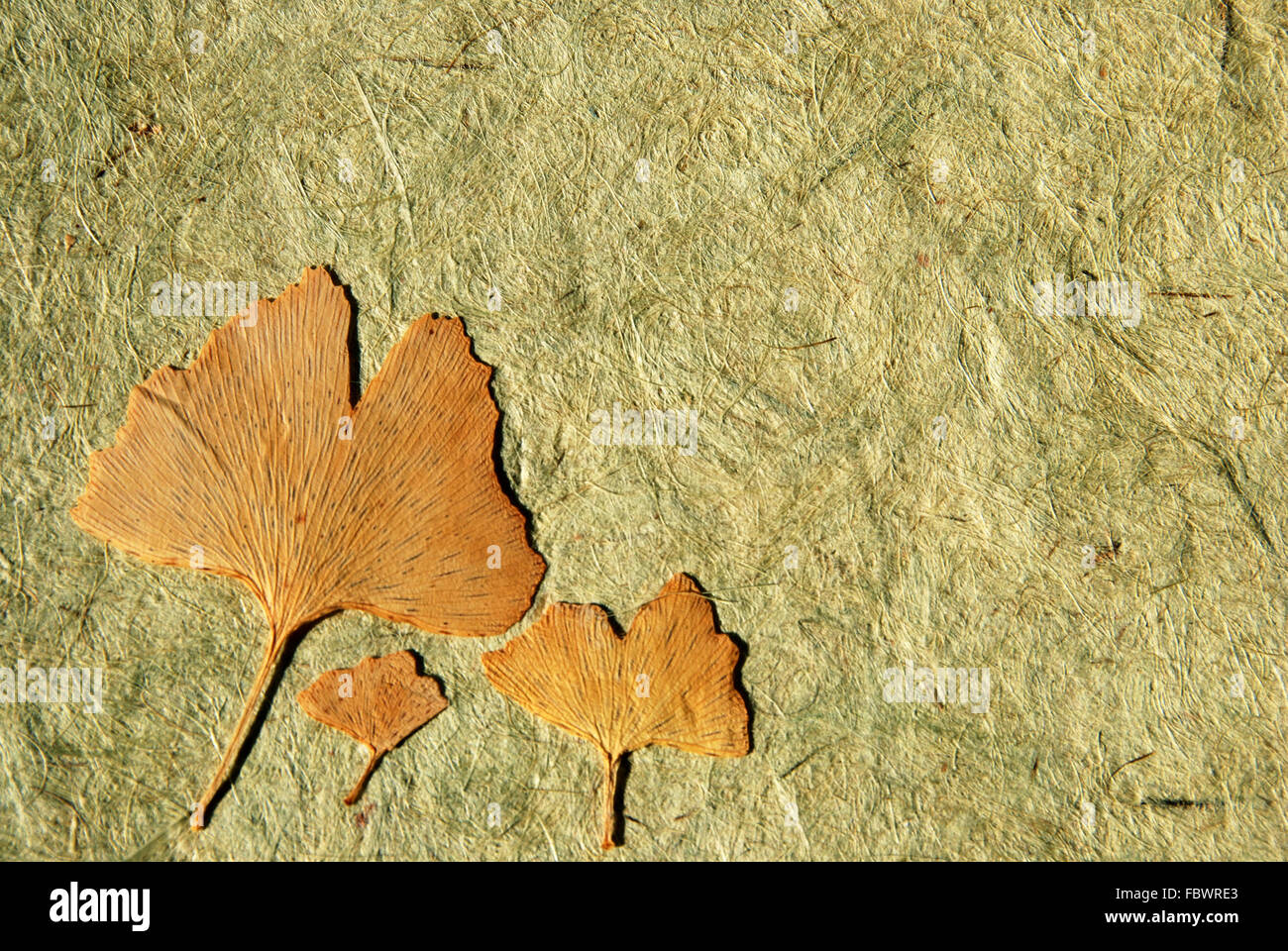 Feuilles de Ginkgo Banque D'Images