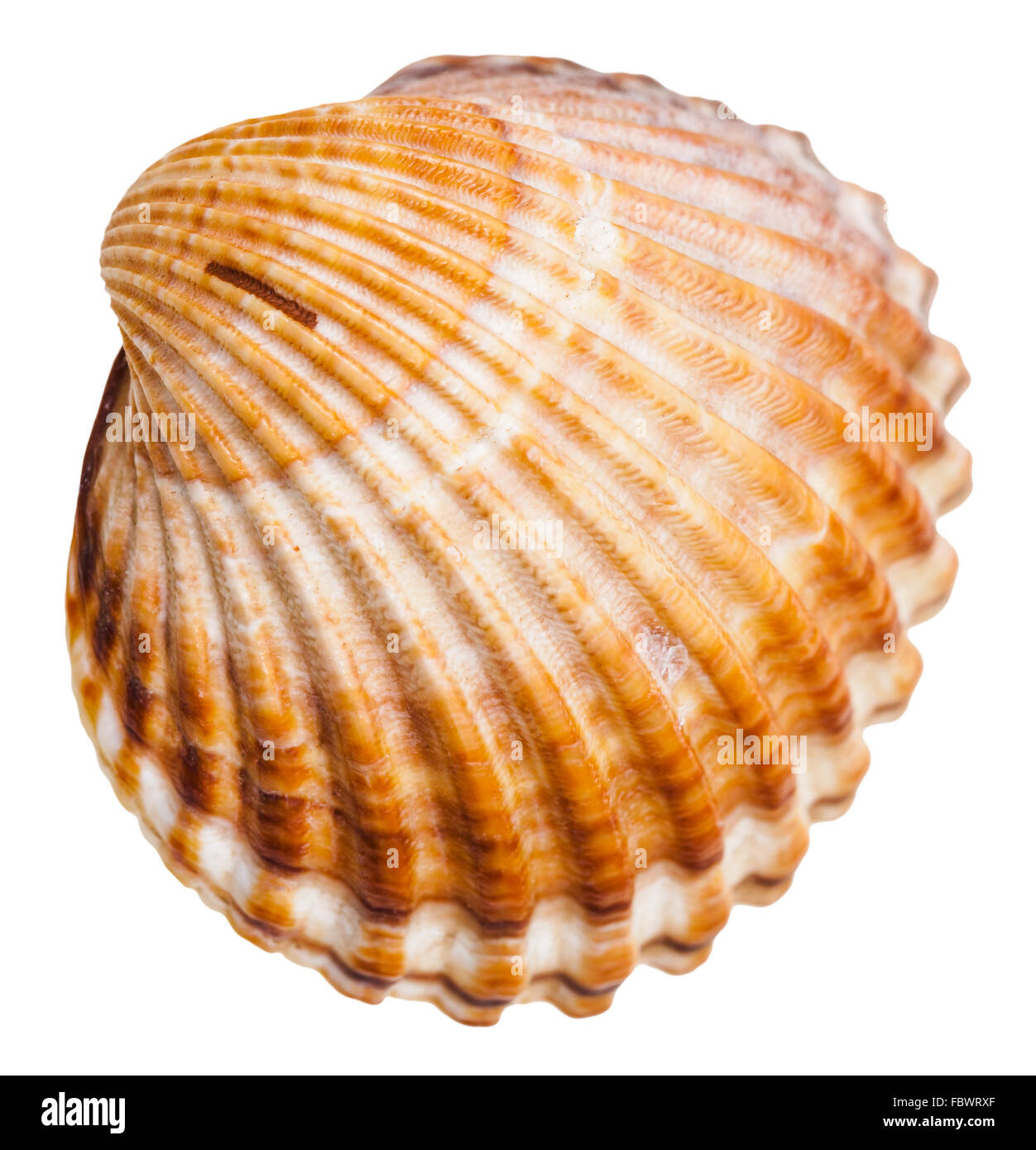 Shell de mollusques bivalves isolé sur fond blanc Banque D'Images