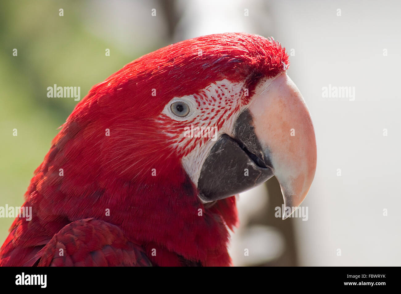Portrait d'un scarleet macaw Banque D'Images