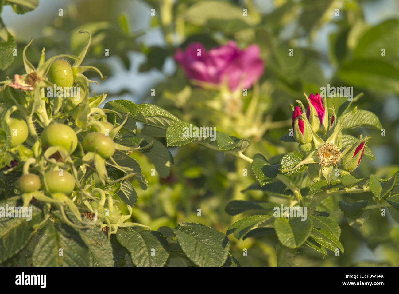 Japanese rose, Rosa rugosa Banque D'Images