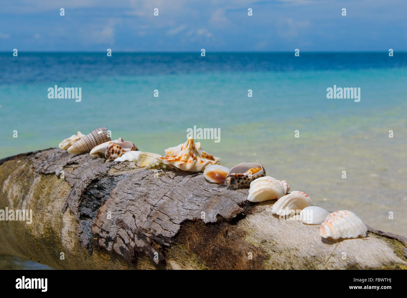 Coquillages sur un palmier, arrière-plan de vacances idéale Banque D'Images