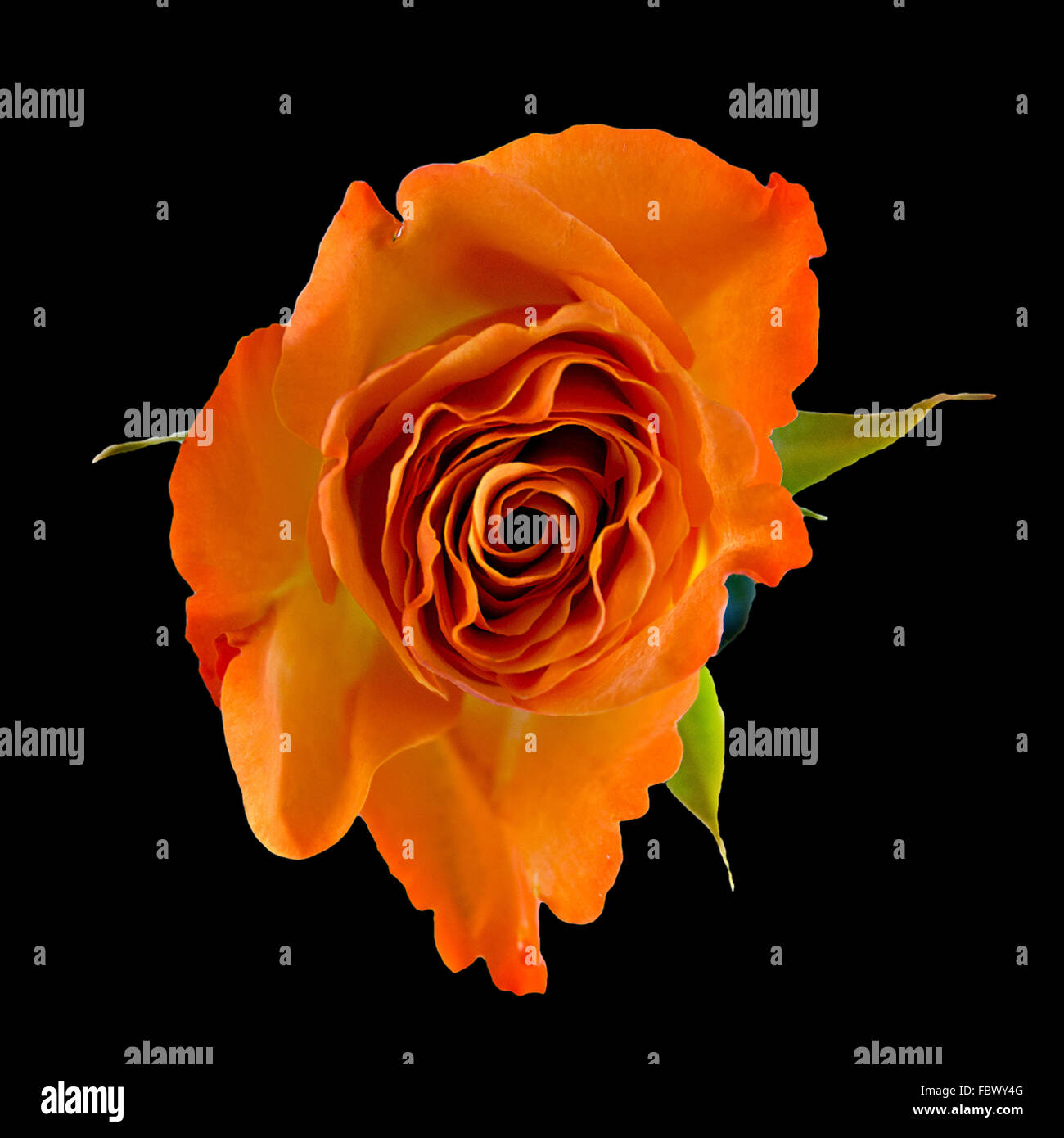 Rose en orange sur fond noir Banque D'Images