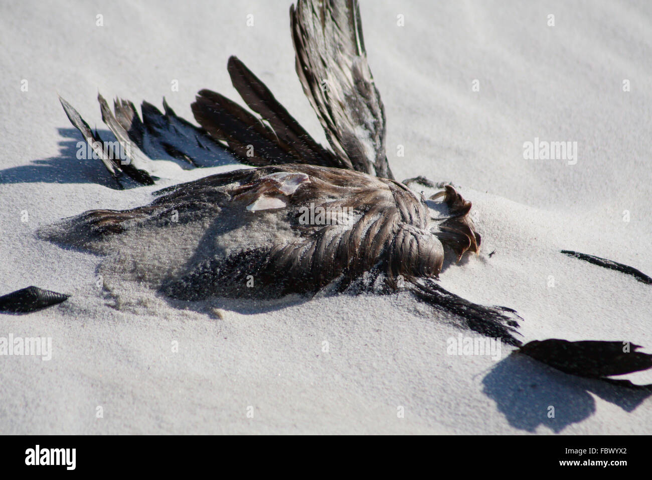 Oiseau mort couché sur la plage sur le dos Banque D'Images