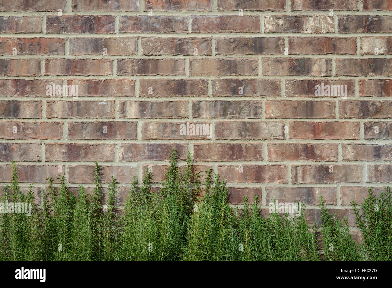 Fond de ton brun foncé aléatoire avec mur de brique, modèle bush vert Banque D'Images