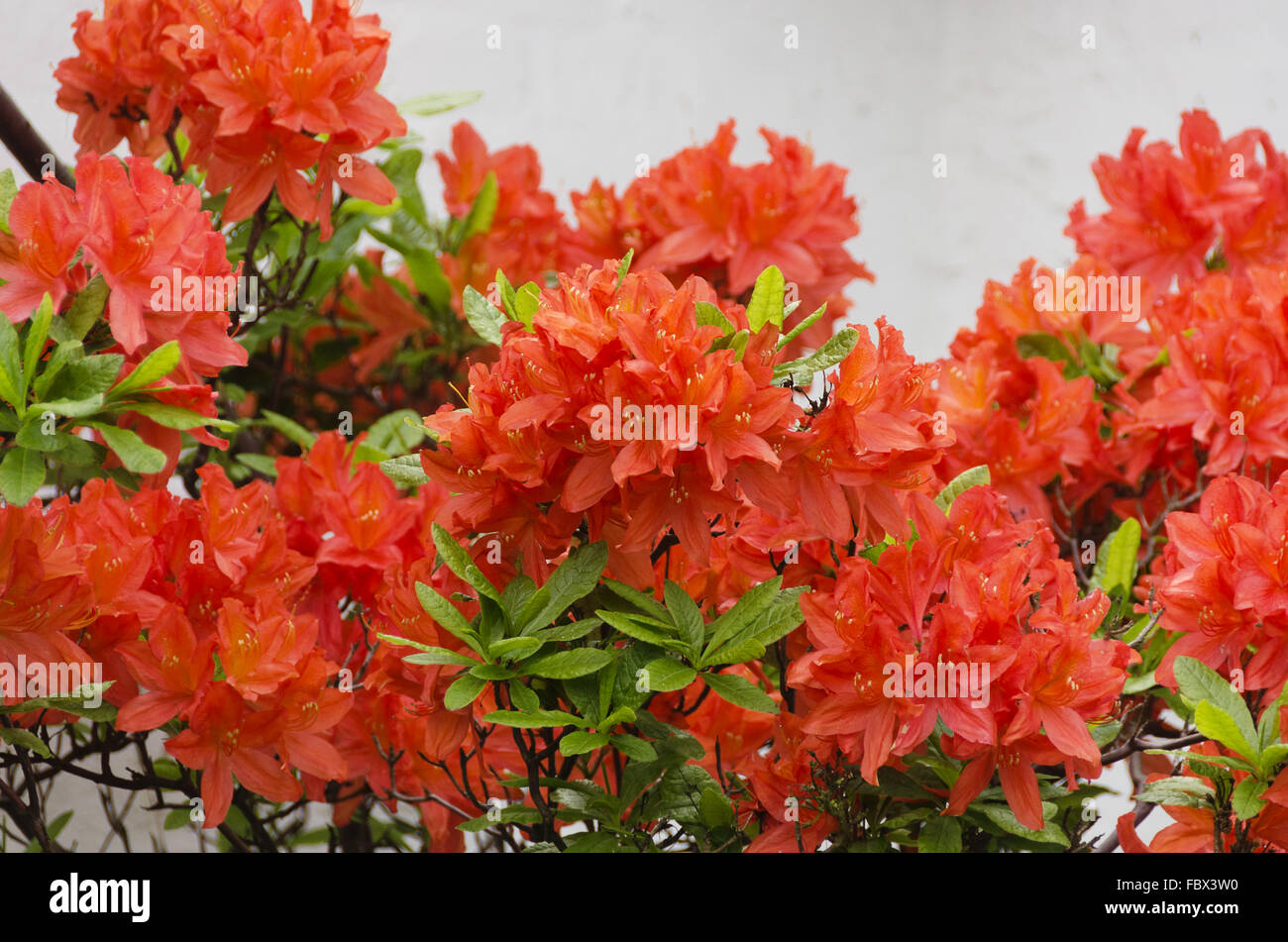 Fleurs rouge-orange d'un rhododendron Banque D'Images