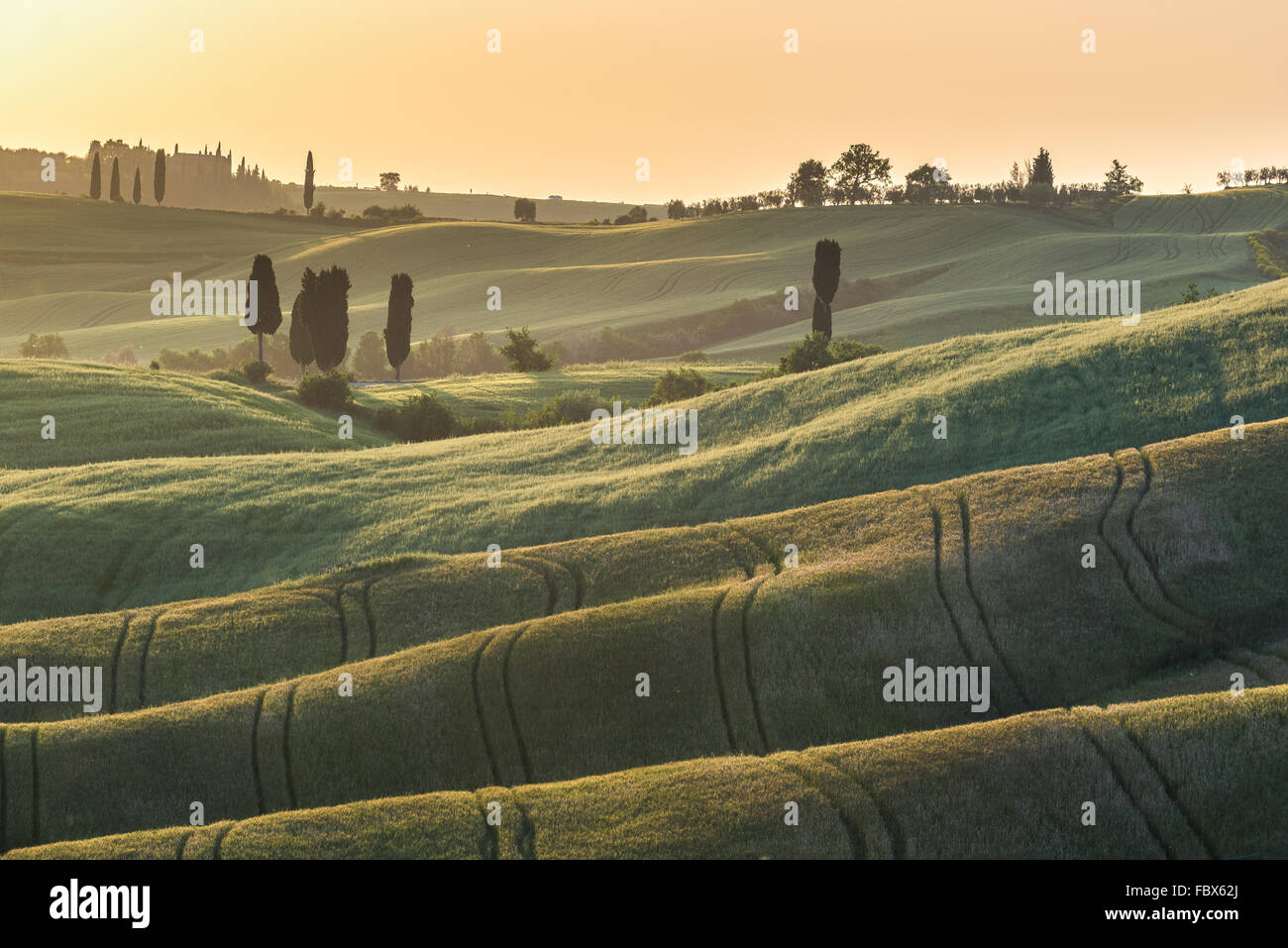 Coucher du soleil sur les champs d'été en Toscane Banque D'Images