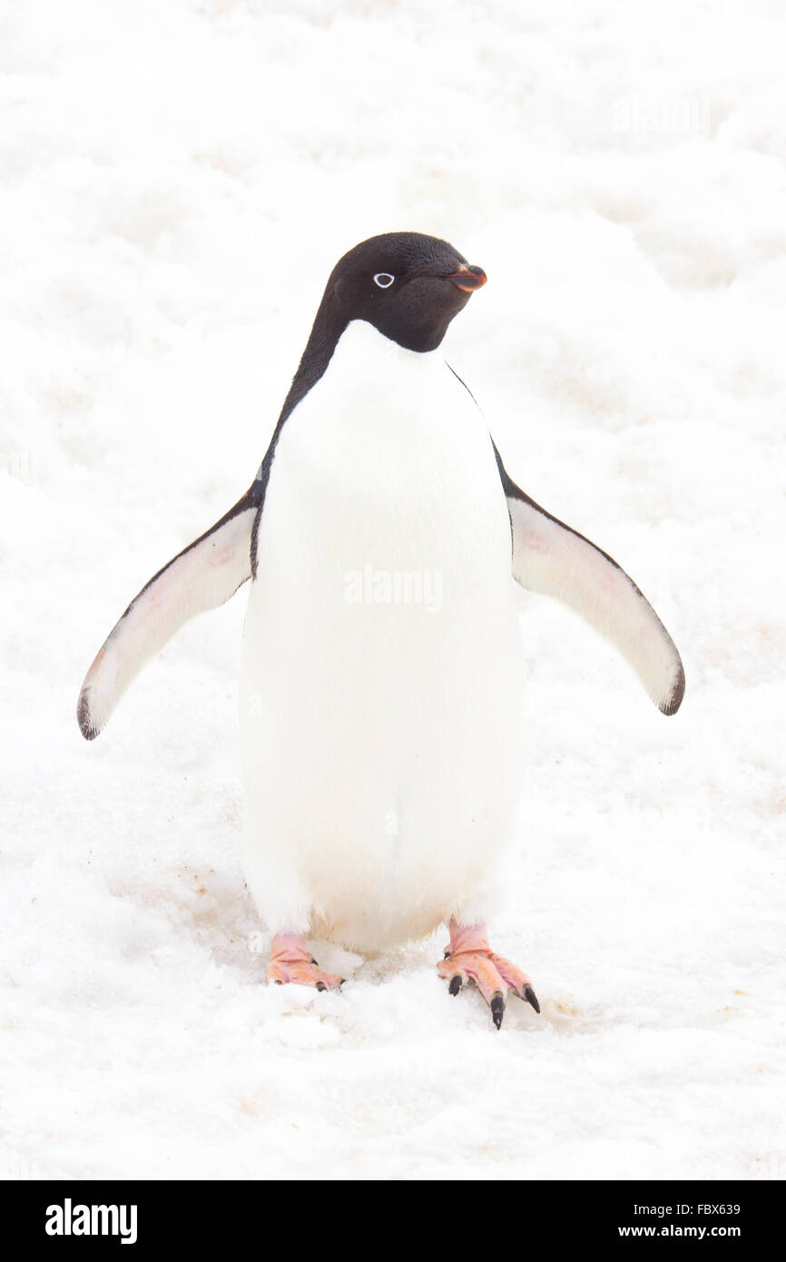 Ton haut de adelie penguin adultes dans la neige. Banque D'Images