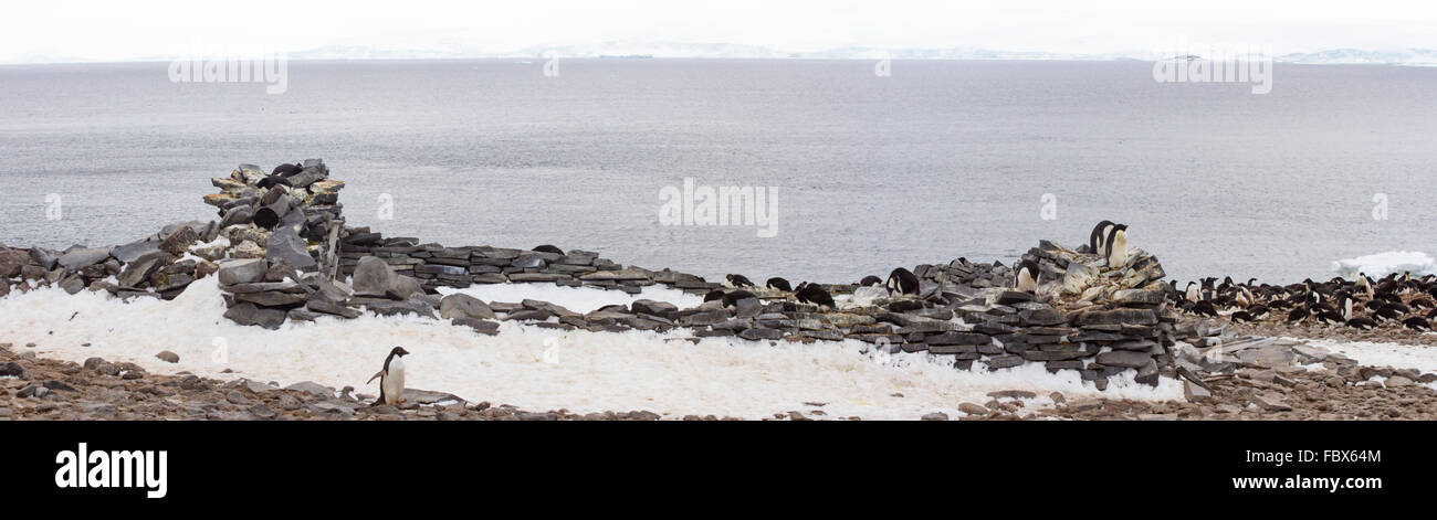 Panorama de manchots adélies nicher dans la Stone Hut site sur l'île Paulet, l'Antarctique. Banque D'Images