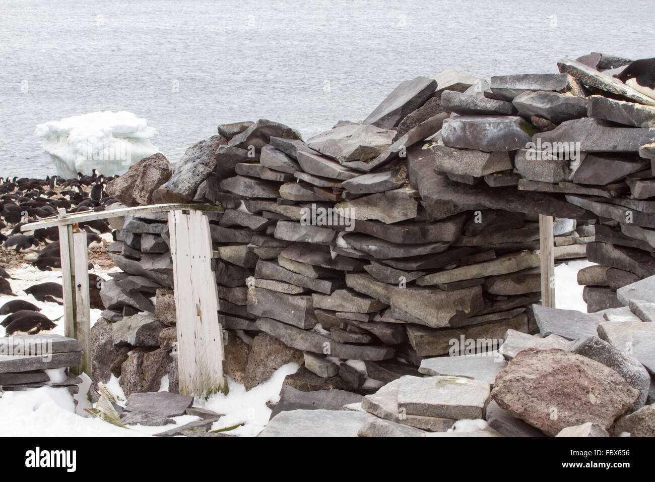 Manchots adélies nichent sur et autour de cabane en pierre historique sur l'île Paulet, l'Antarctique. Banque D'Images