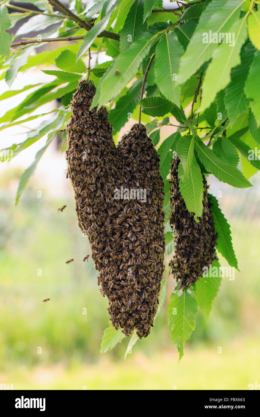 Essaim d'abeilles dans un marronnier Banque D'Images