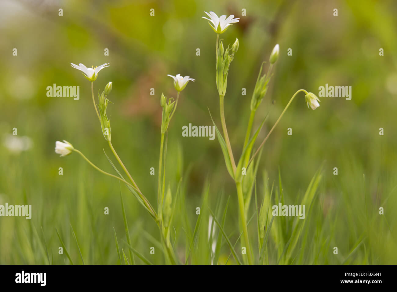 , Stellaria holostea stellaire Banque D'Images