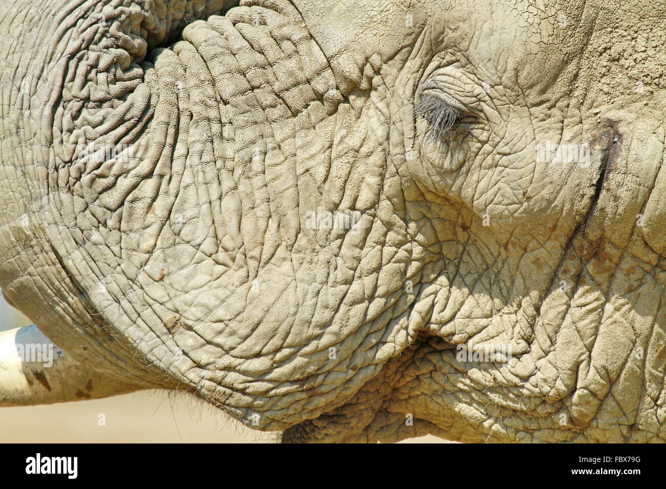 Portrait de l'éléphant Banque D'Images