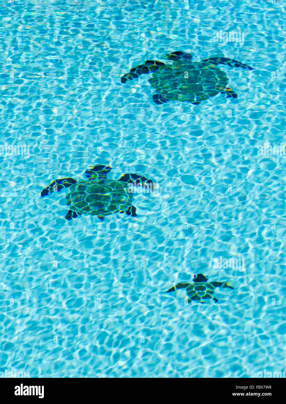 Sol carrelé trois tortues sur fond de piscine Banque D'Images