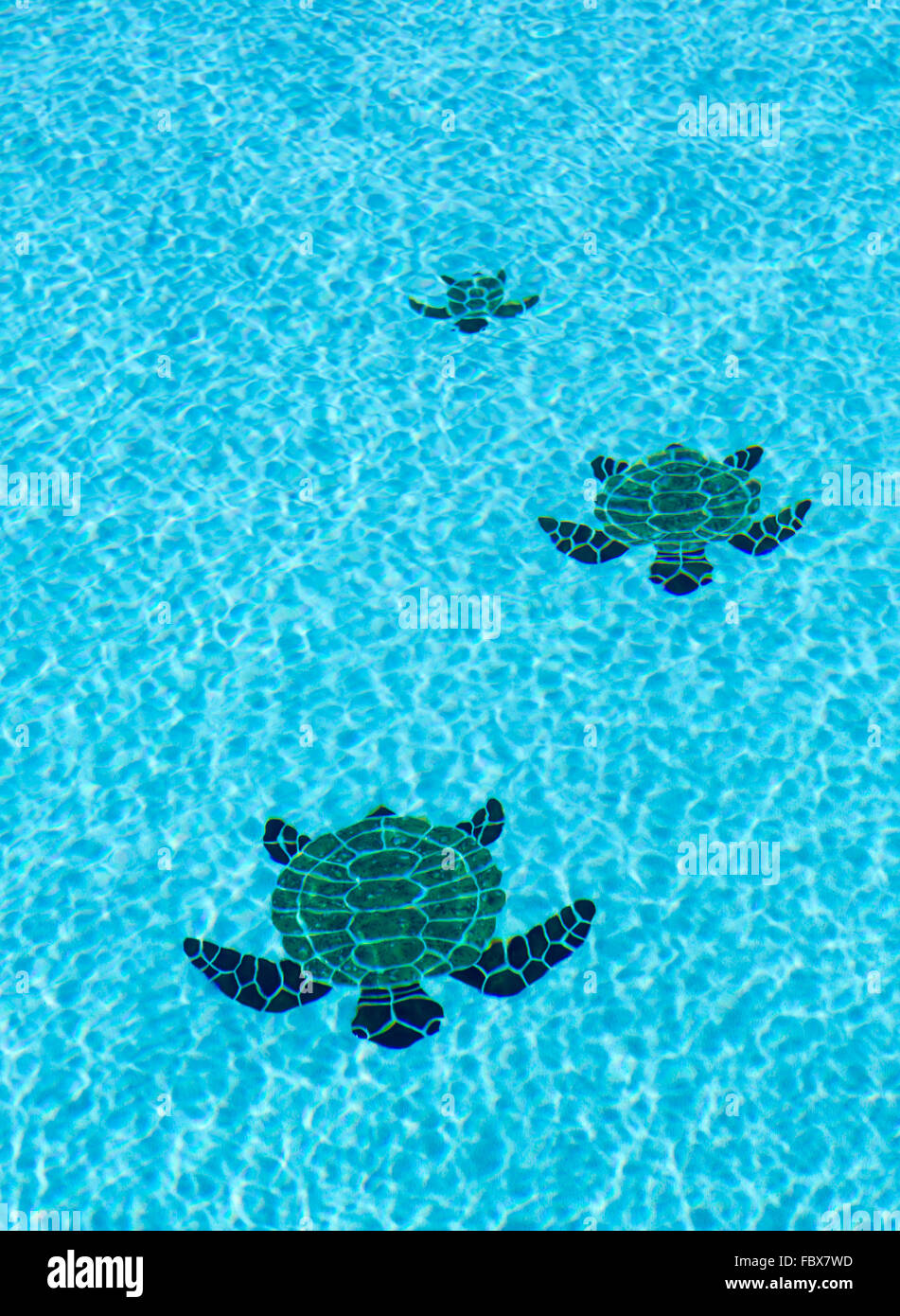 Sol carrelé trois tortues sur fond de piscine Banque D'Images