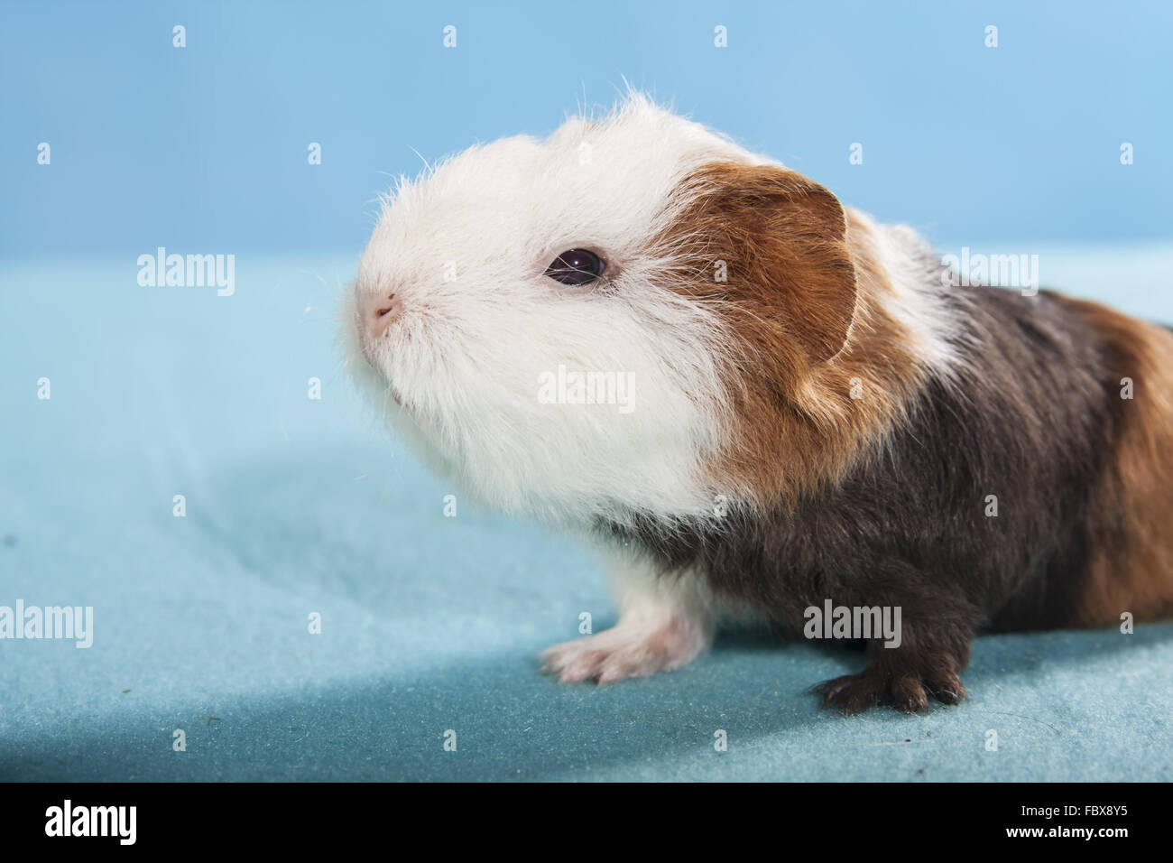 Cochon D Inde Bebe Photo Stock Alamy