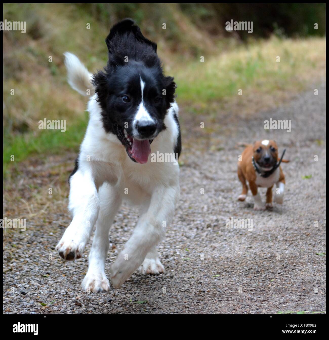 Landseer landseer, chien, chiot, Terre-Neuve, l'eau, travail, nage de chien, la race, la race landseer, amour, joyeux Noël, ball Banque D'Images