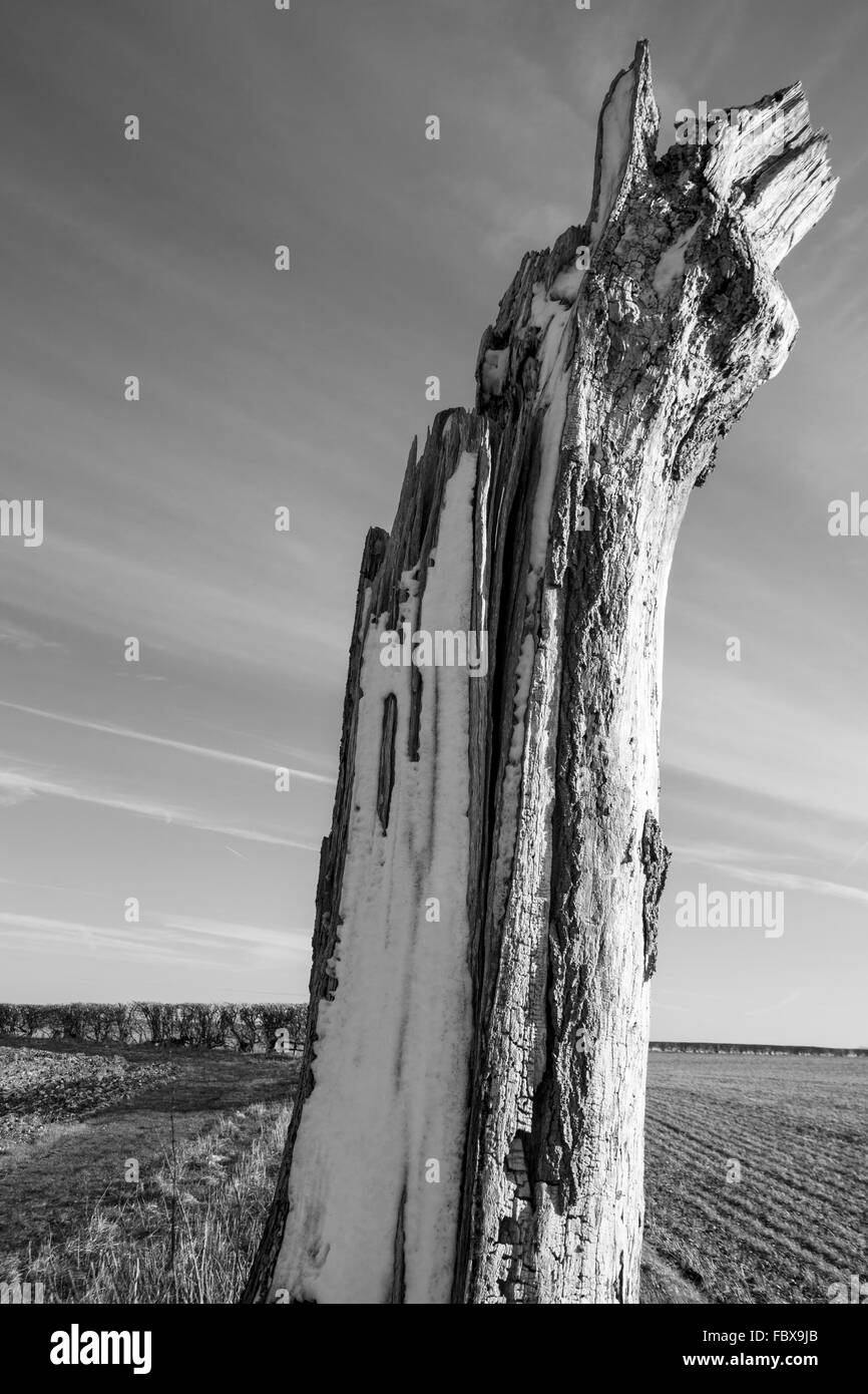 Vieux tronc en hiver Lincolnshire Wolds Banque D'Images