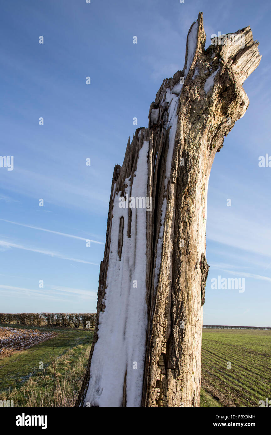 Vieux tronc en hiver Lincolnshire Wolds Banque D'Images
