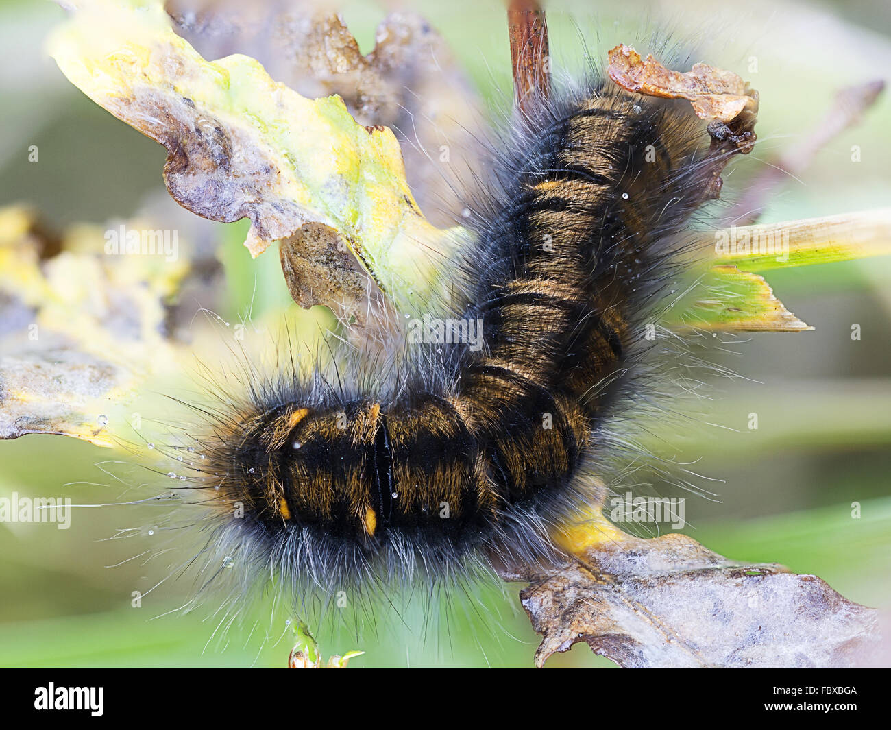 Macrothylacia rubi Banque D'Images