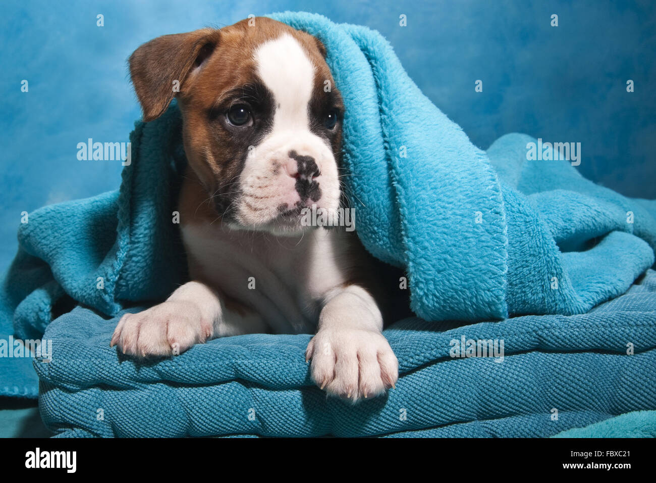 Chiot Boxer bleu avec Perdu Blanket Banque D'Images