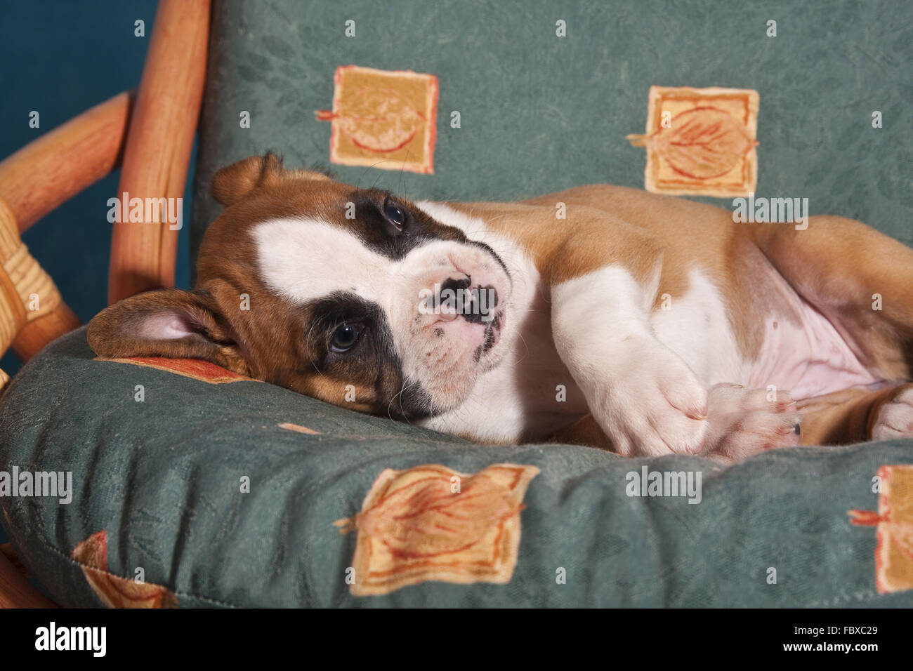 Boxer chiot chien couché sur une chaise Banque D'Images