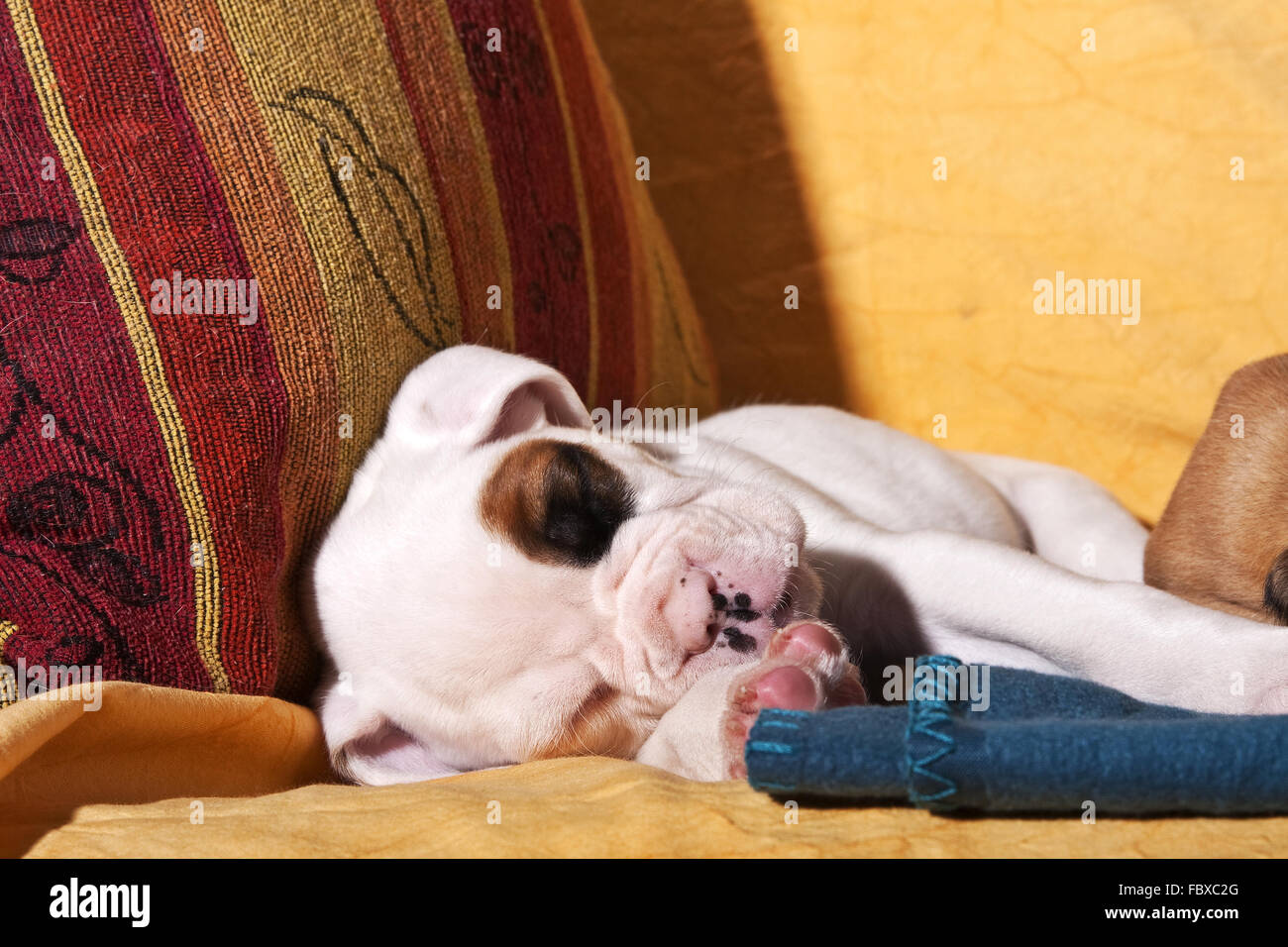 Boxer Chiot Chien couchage Banque D'Images