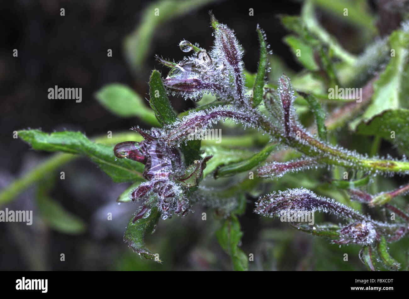 À la fleur de bourrache avec de l'eau-gouttes Banque D'Images