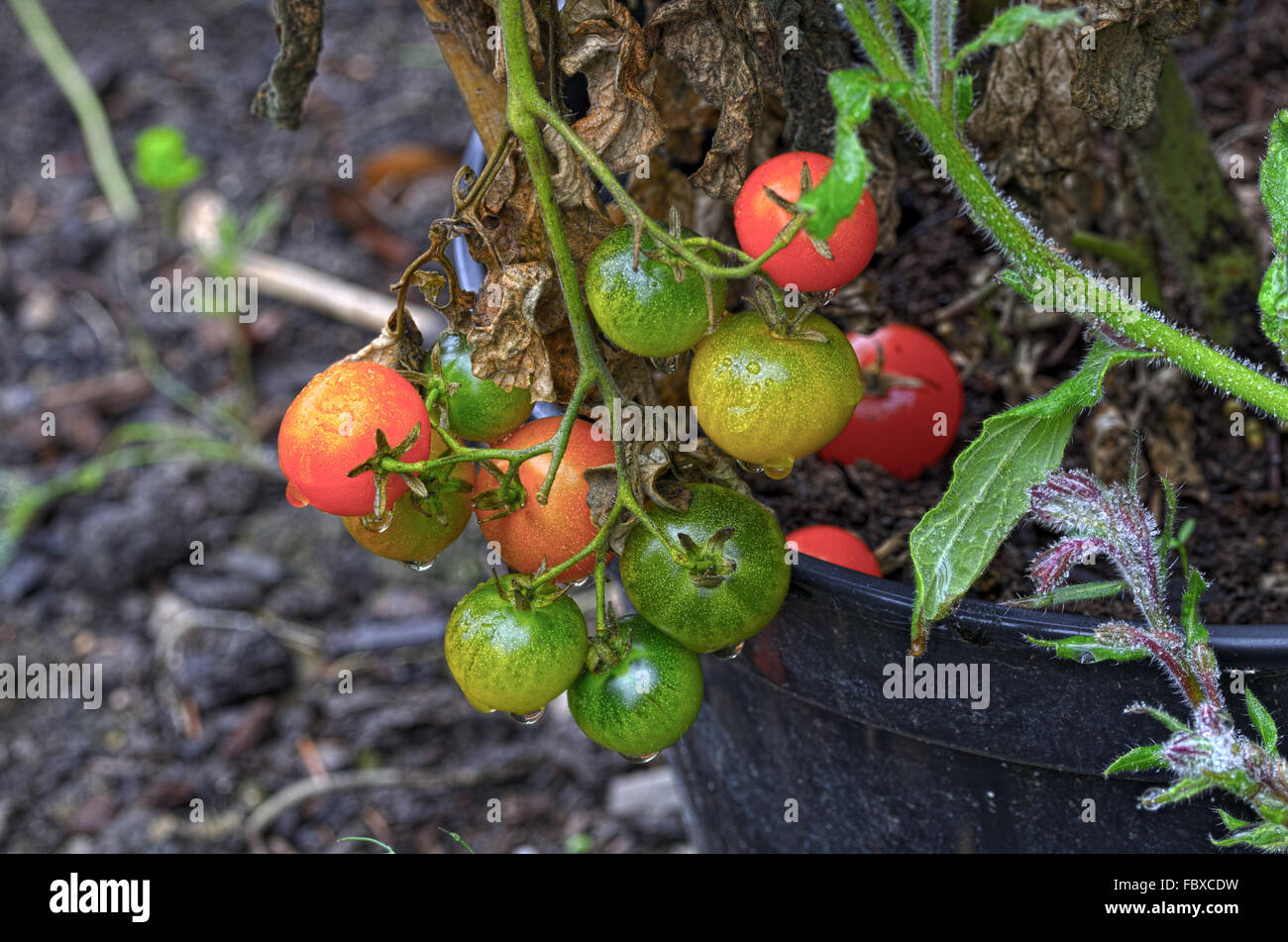 Tomates cocktail avec gouttes de rosée Banque D'Images