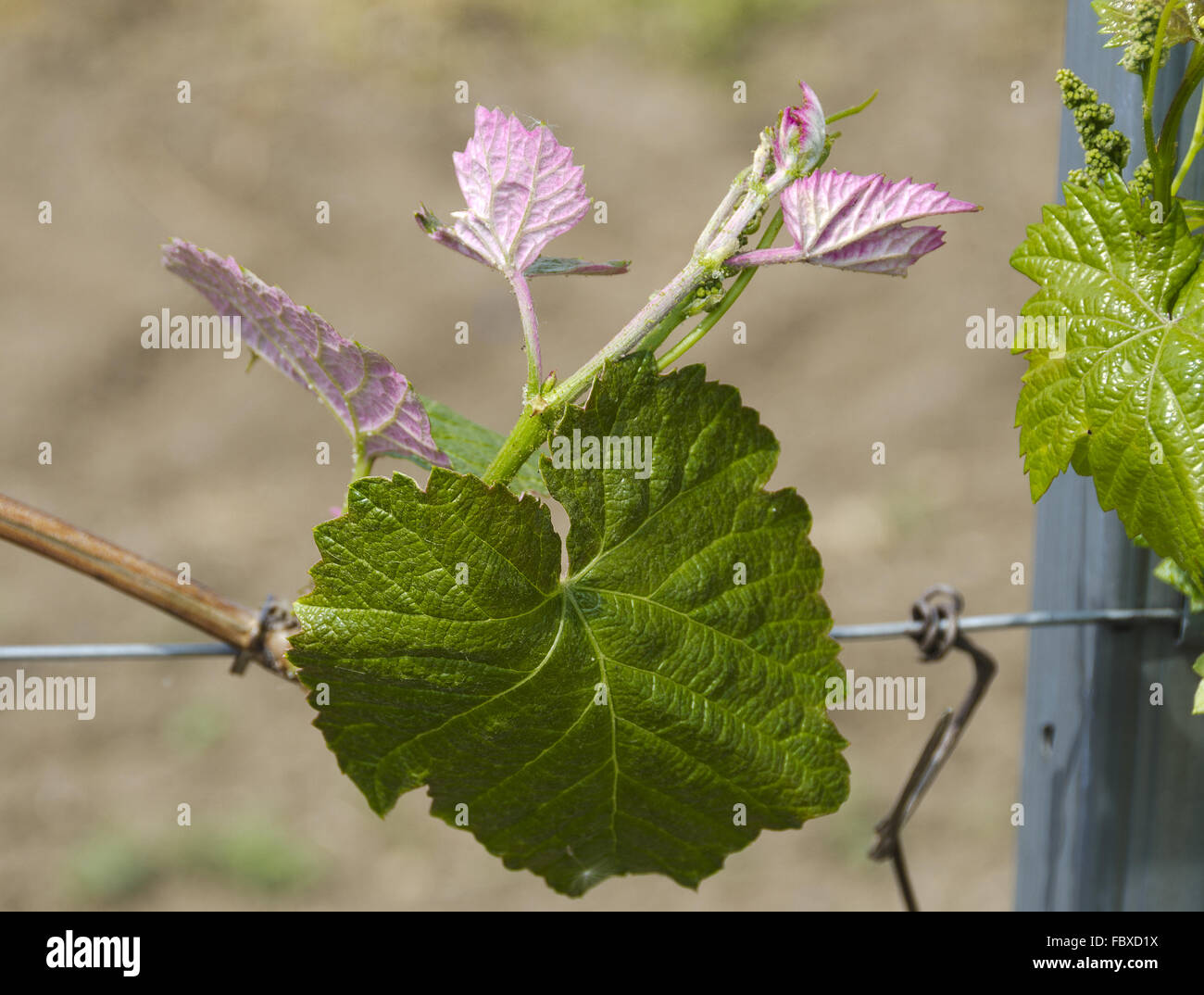 De vigne avec feuilles rose Banque D'Images