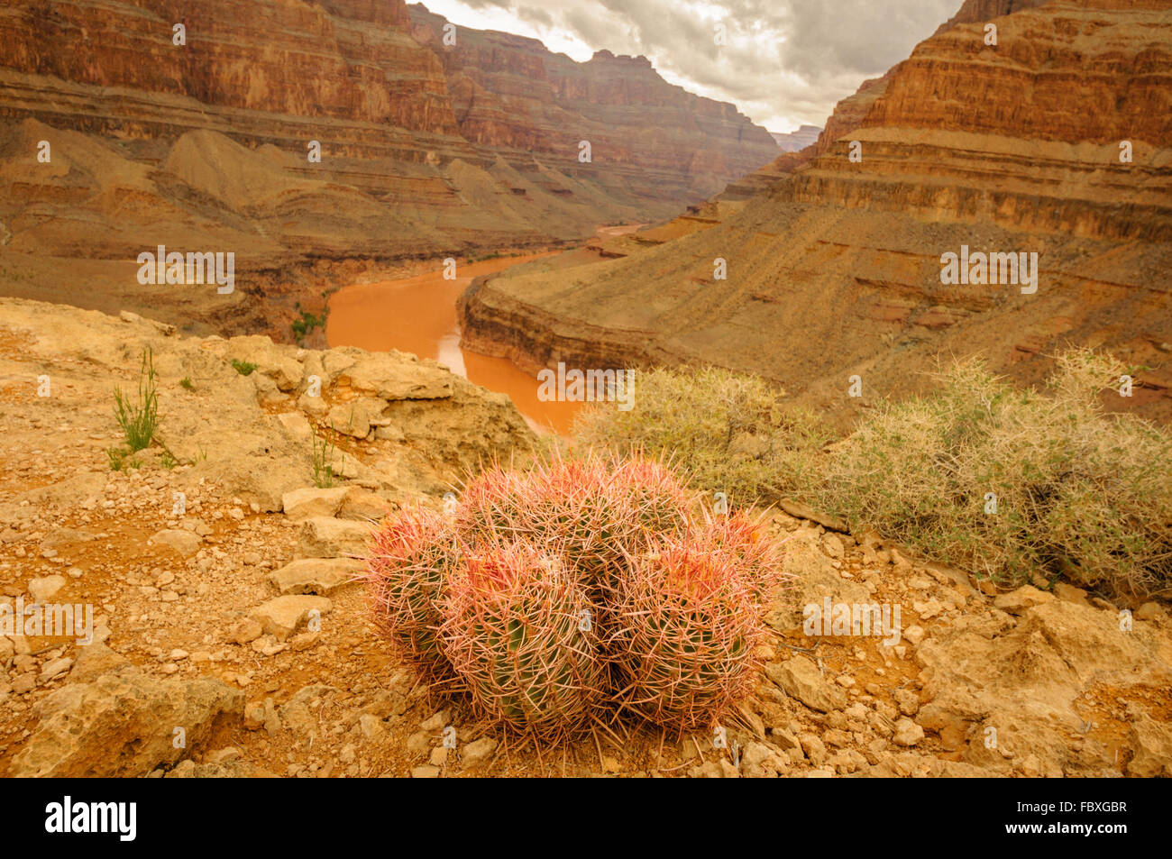 Cactus Grand Canyon Banque D'Images
