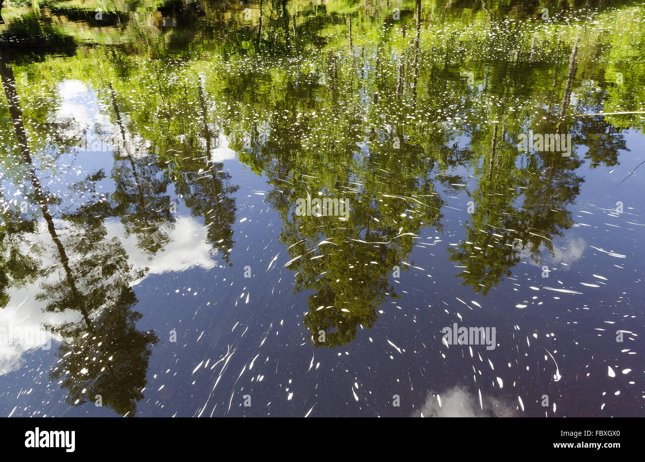 Reflet des arbres dans l'eau sombre Banque D'Images Reflet des arbres dans l'eau sombre Banque D'Images