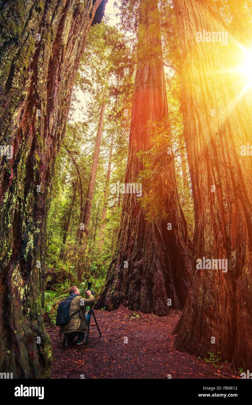 Photographe de la nature dans la Forêt de Redwood Prendre des photos grand angle des arbres. La Californie, USA Banque D'Images