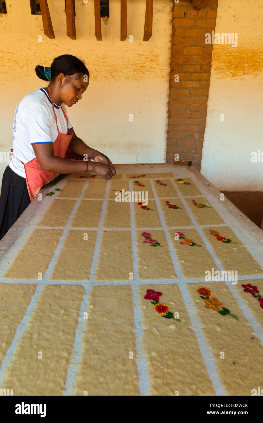 Woman making Antemoro papier parchemin à partir de l'écorce d'arbre Havoha de fibre, Ambalavao, Madagascar Banque D'Images